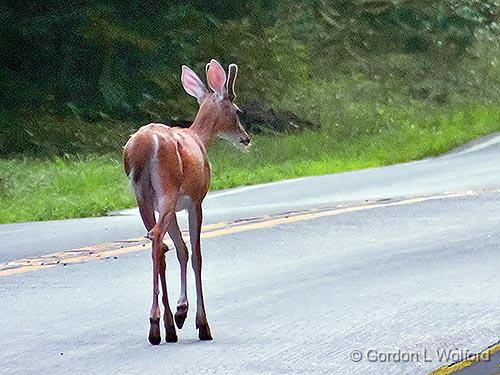 Road Hazard_DSCF06289.jpg - Photographed in the Hocking Hills State Park near Logan, Ohio, USA.
